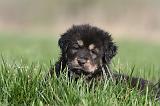 DOGUE DU TIBET 296